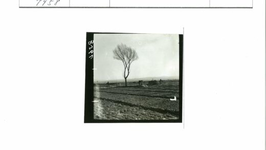 田野孤树与农人远景.jpg