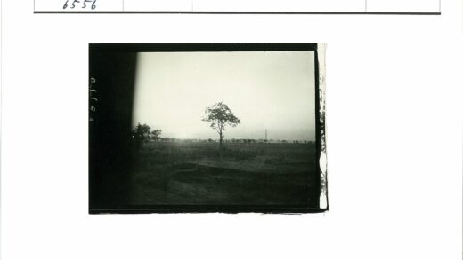 田野孤树与地平线风景.jpg