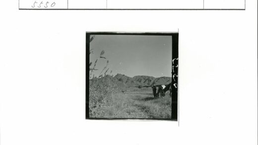 田野牧马人与群山.jpg