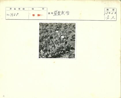 田野白花绿叶间.jpg