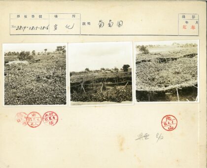 田野间树叶覆盖的古老建筑.jpg
