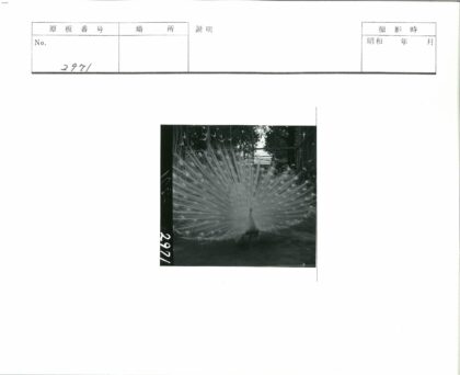 白孔雀开屏户外展示.jpg