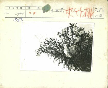 白色花朵细叶灌木特写.jpg