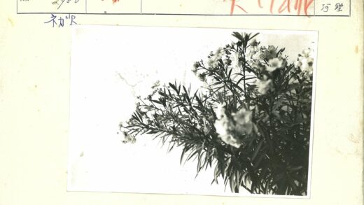 白色花朵细叶灌木特写.jpg