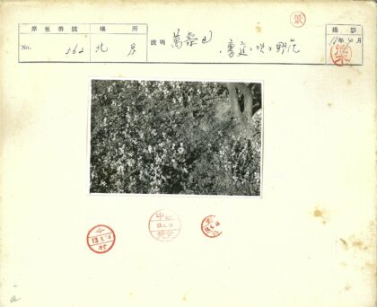 白花散落树干旁特写.jpg