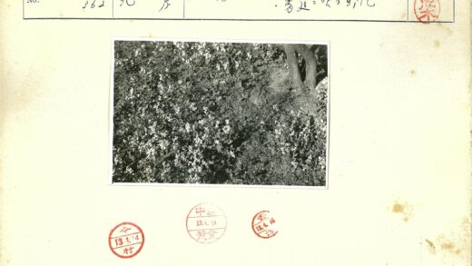 白花散落树干旁特写.jpg