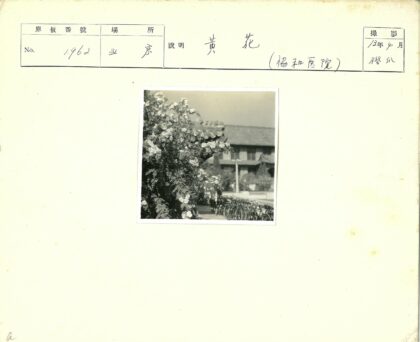 白花自行车与瓦顶建筑.jpg