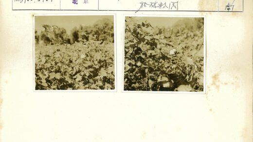盛开的田间棉花植株.jpg
