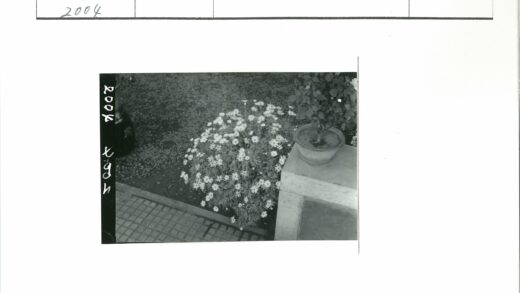 石建筑旁鲜花盛放.jpg