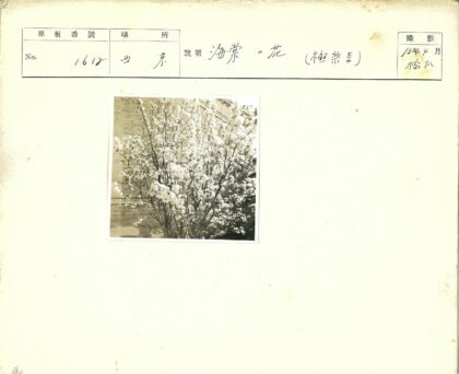 砖墙旁盛开的鲜花树.jpg