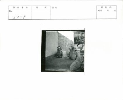 砖房旁骆驼与树下的袋子.jpg