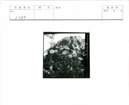 繁花似锦绿树成荫.jpg