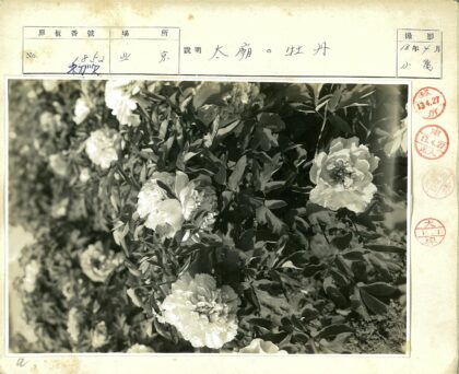 繁花密叶手绘邮票边框.jpg