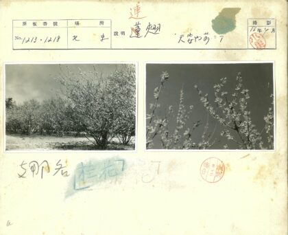 繁花枝干映蓝天.jpg