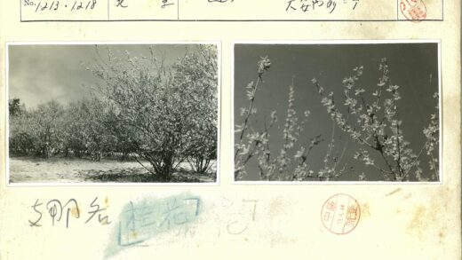 繁花枝干映蓝天.jpg