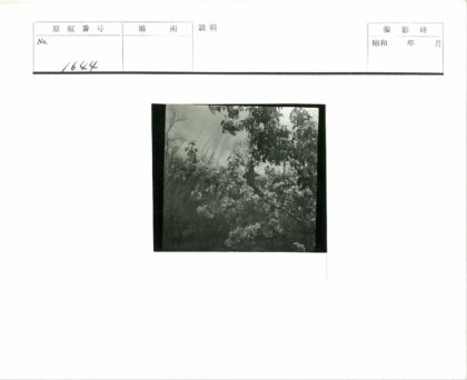 繁花树影阳光间.jpg