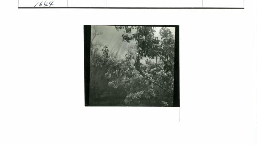 繁花树影阳光间.jpg