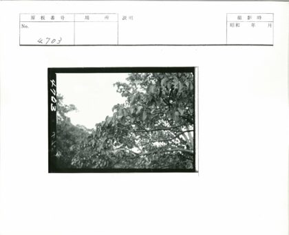 繁茂枝叶与累累果实.jpg