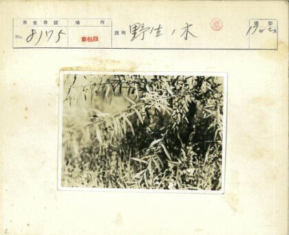 繁茂枝叶特写近景.jpg