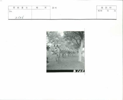 绿荫下驮篮驴子街景.jpg