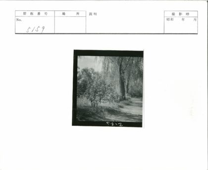绿荫土路与花丛树木.jpg