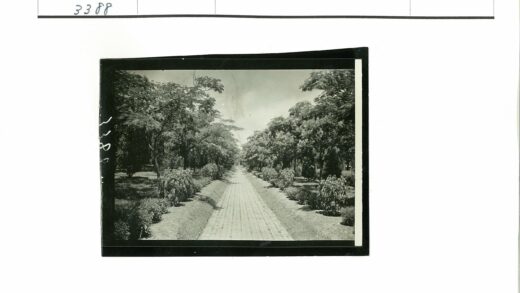 绿荫砖路延伸远方.jpg
