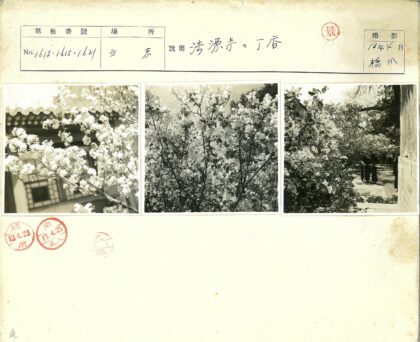 绿荫繁花人行道人群.jpg