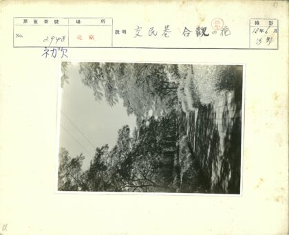 绿荫遮蔽的宁静鹅卵石小径.jpg