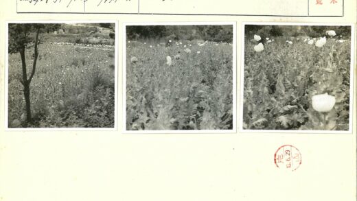罂粟花田与丘陵风光.jpg