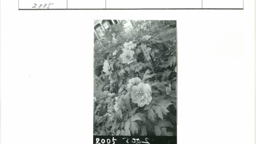 花园盛开花朵与建筑背景.jpg