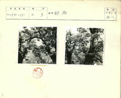 茂密大树黑白风景照.jpg