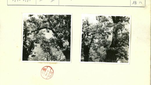 茂密大树黑白风景照.jpg