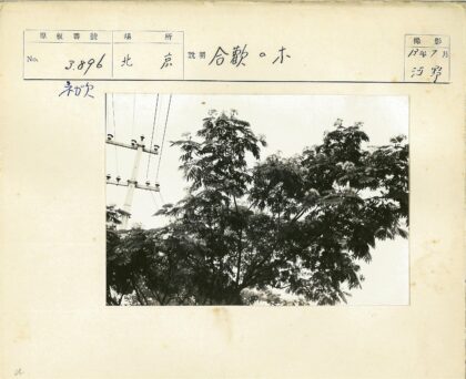 茂密树影与电线杆.jpg