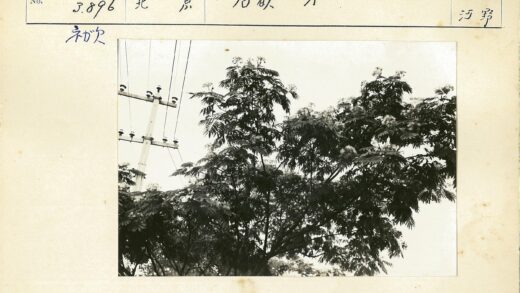 茂密树影与电线杆.jpg