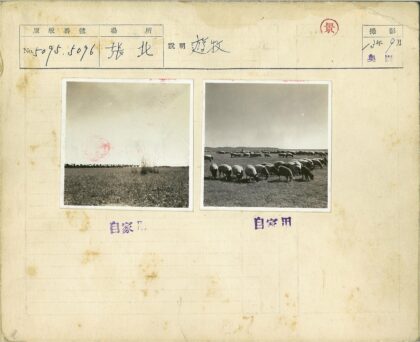 草原羊群与山丘风光.jpg