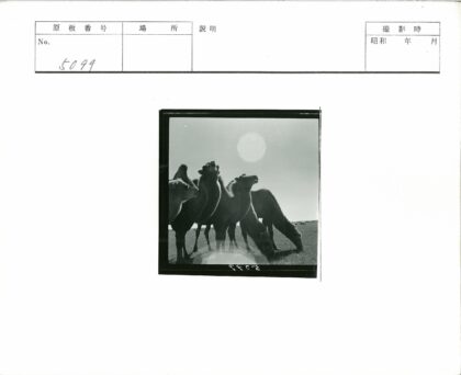 草原骆驼群吃草实拍.jpg