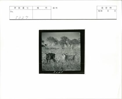草地奶牛与建筑风景.jpg