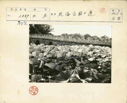 荷塘古桥绿树映.jpg