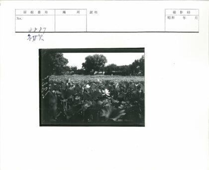 荷花田野与蓝天绿树.jpg