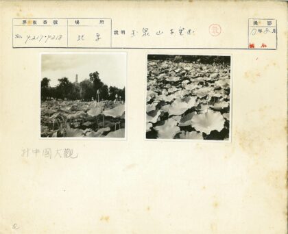 荷花盛开田野绿树背景.jpg