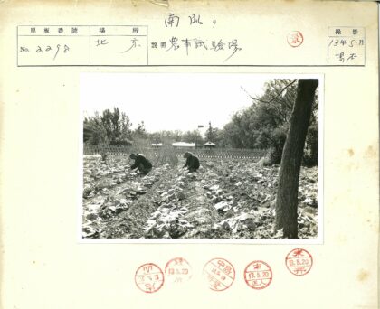 菜园劳作尖桩篱笆风景.jpg