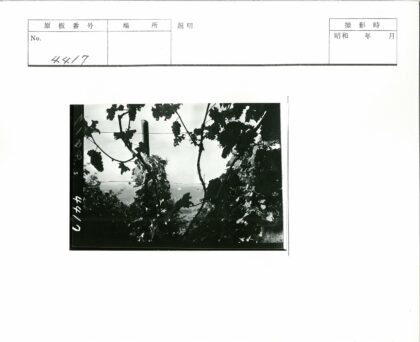 葡萄藤上的丰收美景.jpg