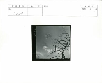 蓝天白云高草照片.jpg