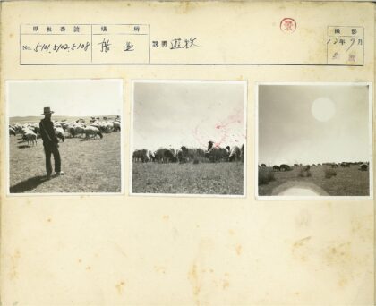 蓝天绿草山坡羊群.jpg