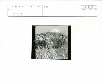 藤蔓花园绿意盎然.jpg