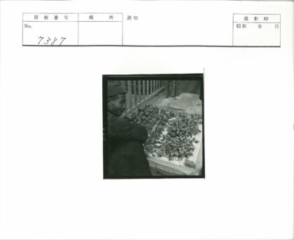 街头市场水果摊葡萄石榴.jpg