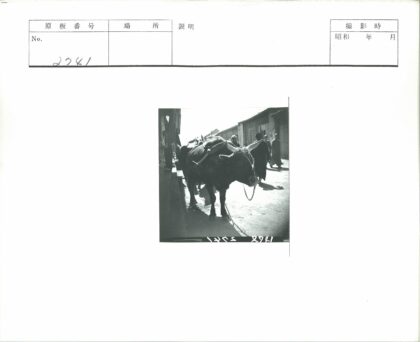 街角公牛与行人建筑.jpg