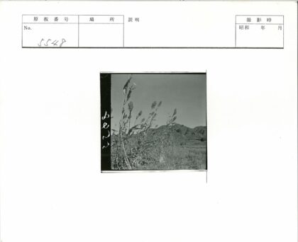 远山田野细茎植物.jpg