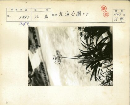 长叶高茎盆栽花卉特写.jpg