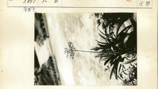 长叶高茎盆栽花卉特写.jpg